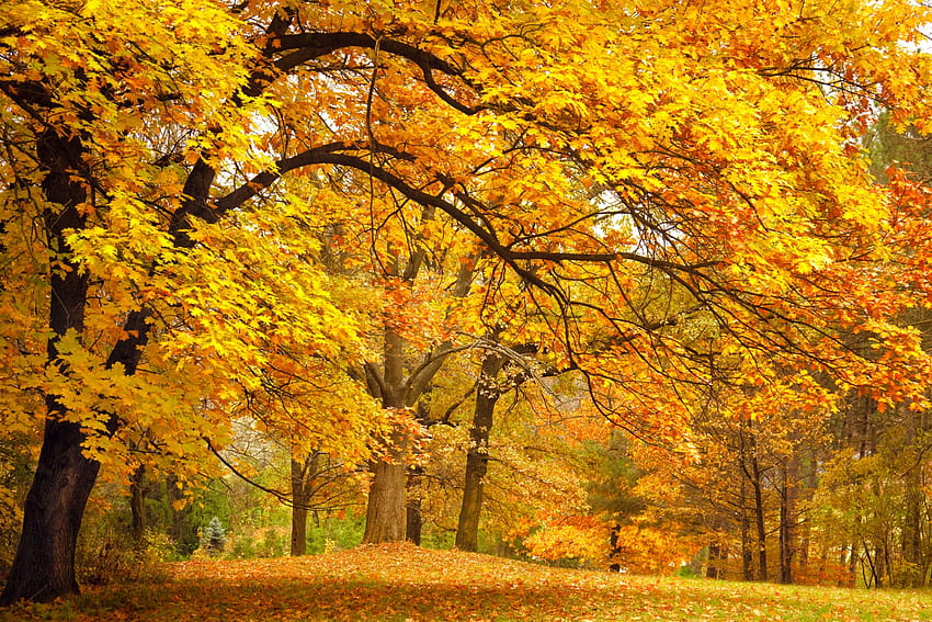 Jesienny las, jesień, przyroda, drzewo, upadek Tapeta HD