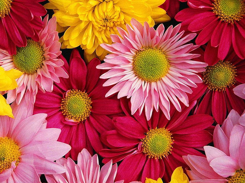 あなたの、モバイル＆タブレット用の背景の花[]。 花のネクサスを探索します。 花、美しい花、春の花のテーマ 高画質の壁紙