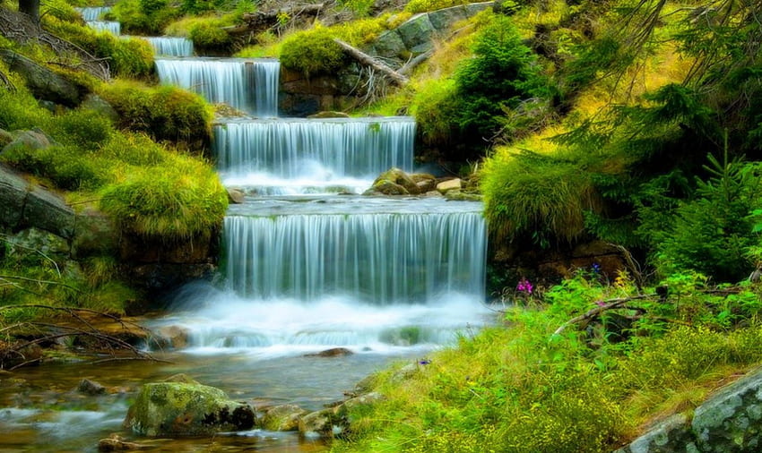 Forest cascades, beautiful, tree, park, summer, falling, cascades, greenery, nature, water, stream HD wallpaper