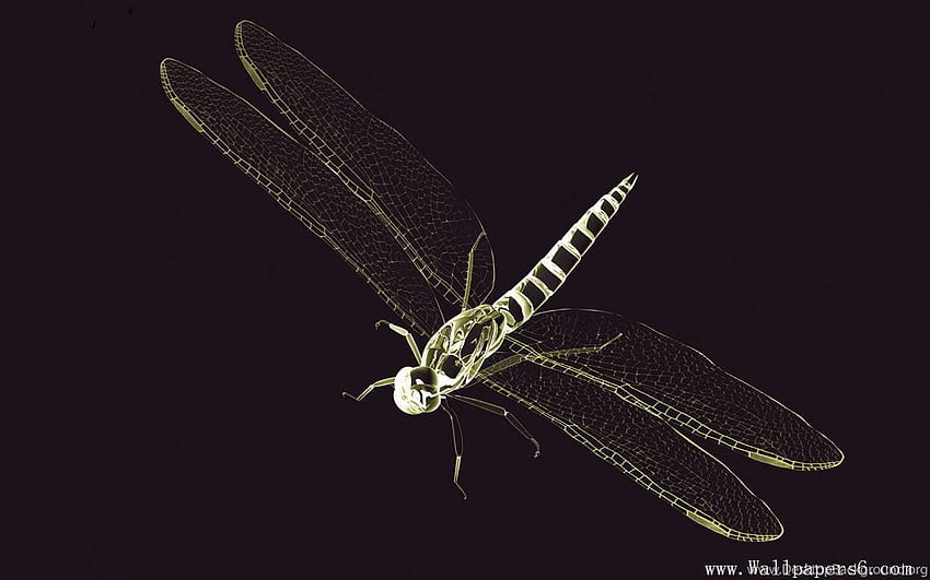 X Ray World dragonfly － 3D Digital Art . Background HD wallpaper | Pxfuel