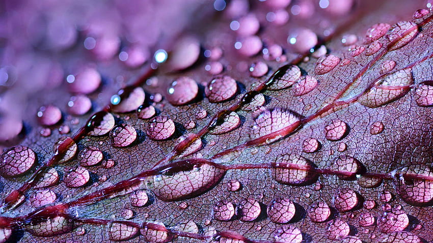 Water Drops On Leaf U, Ultra Water HD wallpaper | Pxfuel