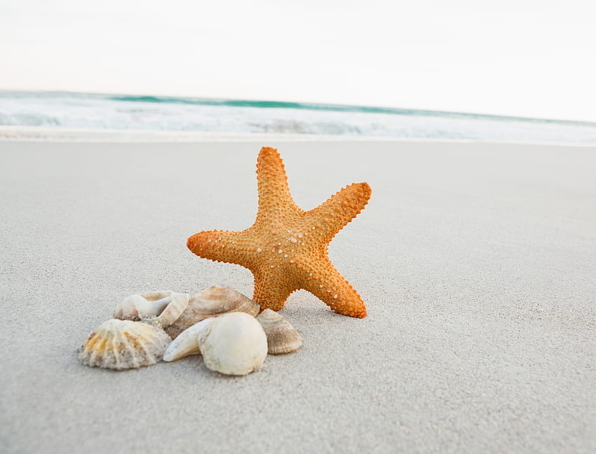 Seashell, starfish, sand, beach HD wallpaper