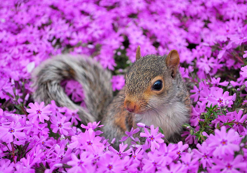 Écureuil, animal, été, rose, champ, fleur, mignon, veverita Fond d'écran HD