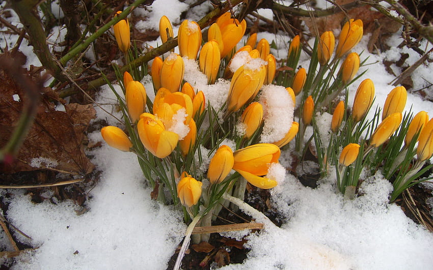 자연, 눈, Snowdrops, 숲, 봄 HD 월페이퍼
