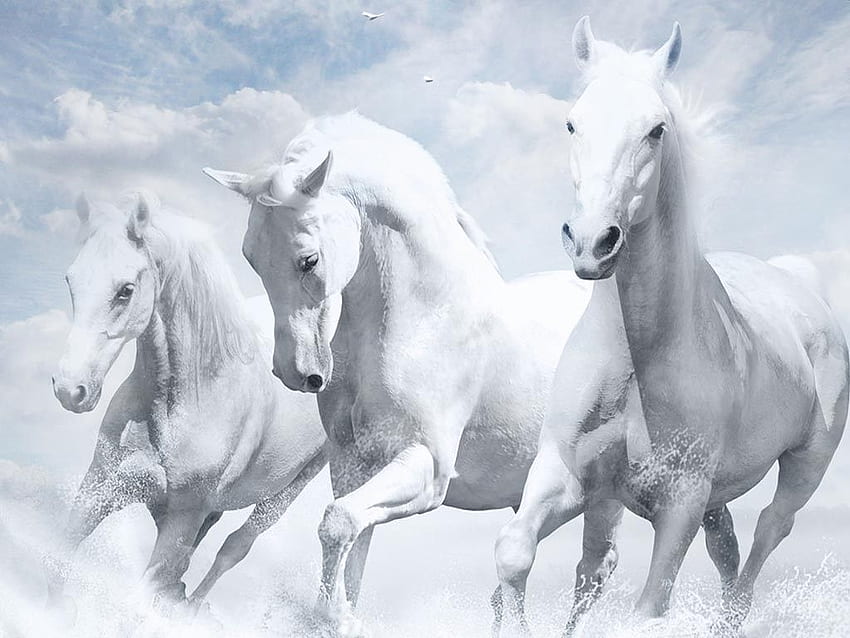 Running White Horse Group, por papel de parede HD