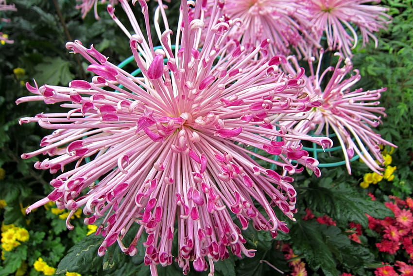 Chrysanthemum, pink, beautiful, lovely HD wallpaper