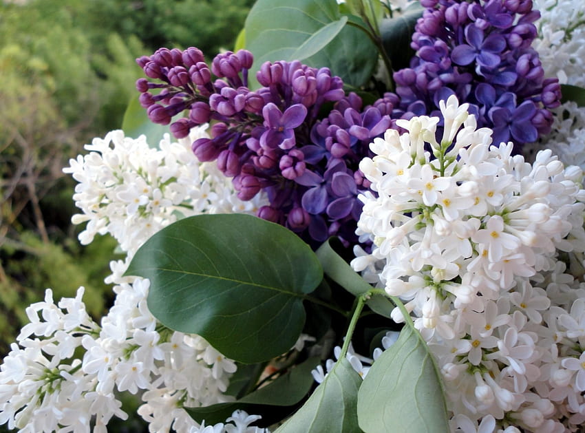 Musim Semi, Bunga, Lilac, Close-Up, Cabang, Mekar, Berbunga, Karangan Bunga Wallpaper HD