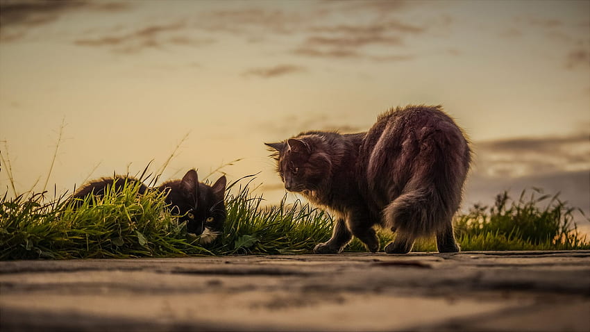 Cats Playing Outside Laptop Background HD wallpaper