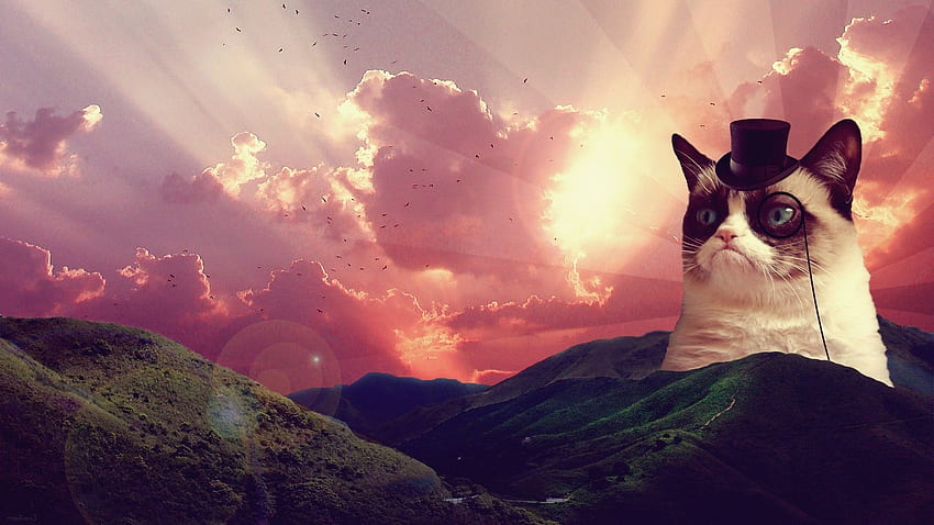 Res: , Space laser cat . Cat HD wallpaper
