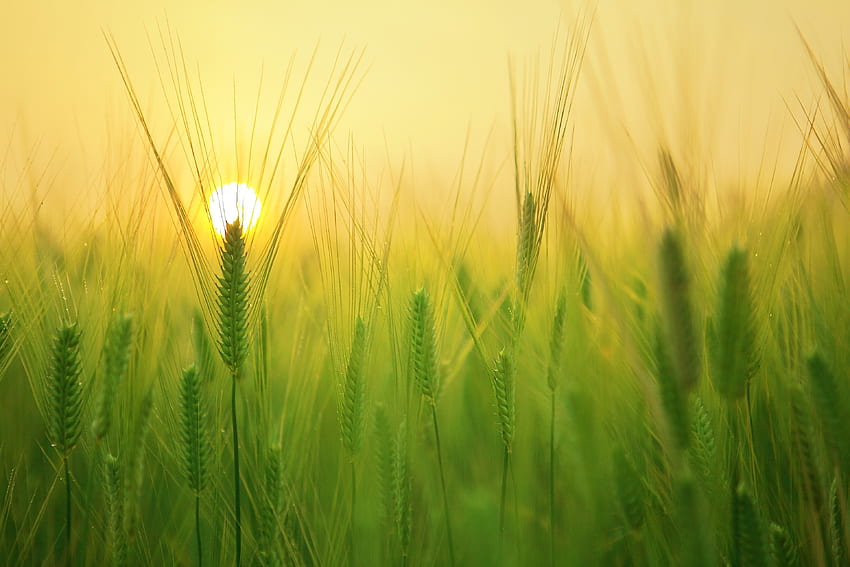 Barley field, grass threads, sunrise HD wallpaper