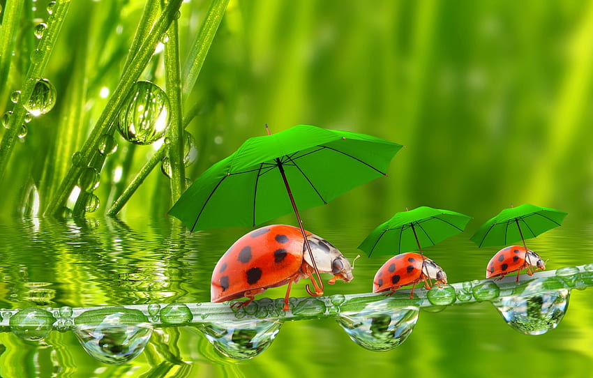 Wasser, Tröpfchen, Regenschirme, Marienkäfer, ein Grashalm, Gras für , Abschnitt животные, Wasserstelle HD-Hintergrundbild