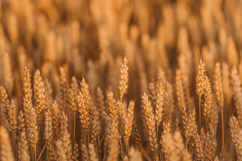 Cones, Wheat, Plant, Macro, Field, Spikelets, Cereals HD wallpaper
