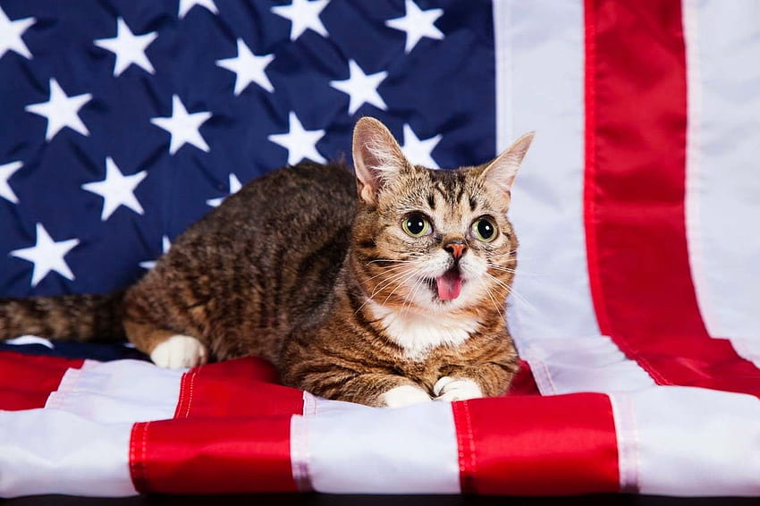 Patriotische Haustiere, die bereit sind für den 4. Juli. Sandsteintier, patriotische Katze HD-Hintergrundbild