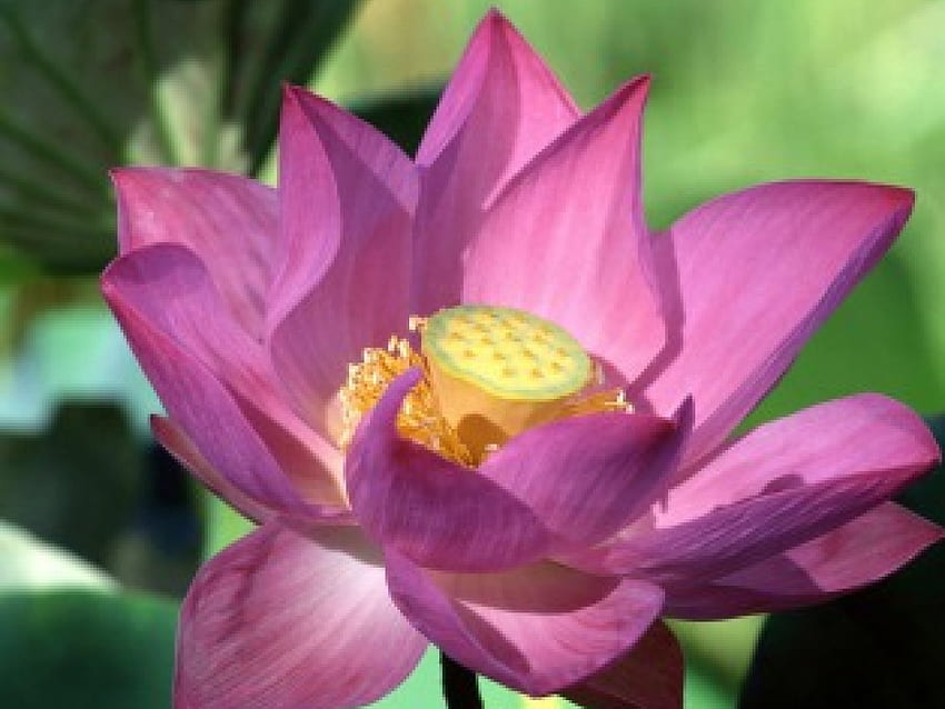 Purple lotus, flowers, lotus HD wallpaper