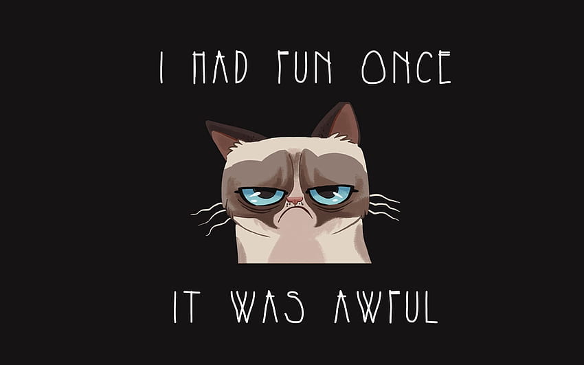 What a pessimistic cat lol but it can bring up your day HD wallpaper