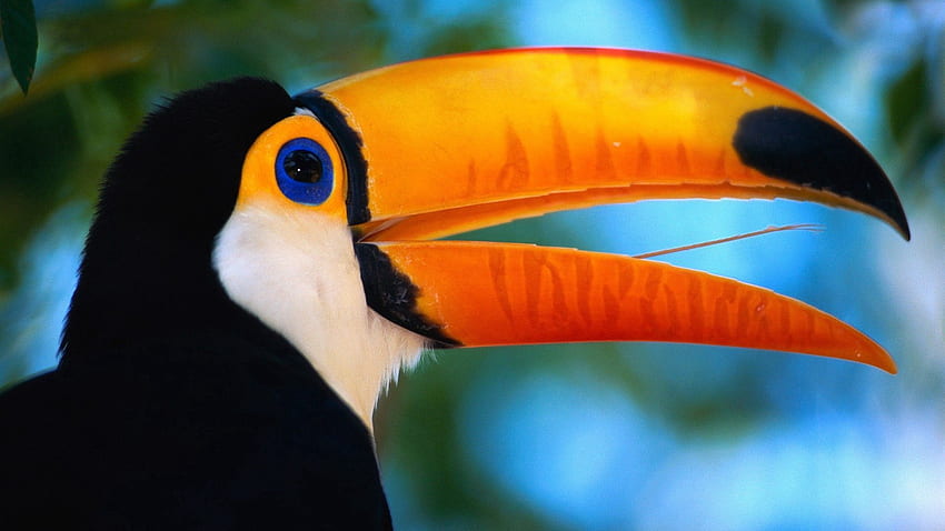 สัตว์ นก จะงอยปาก นกทูแคน แปลกใหม่ วอลล์เปเปอร์ HD