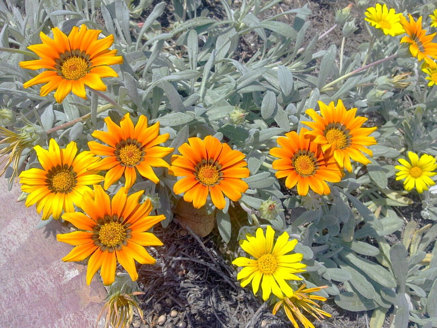 meu jardim, bonitas, flores, amarelo, jardim, lindo, flores papel de parede HD