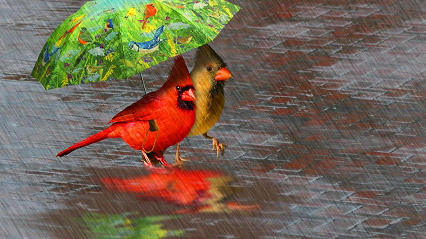 birds sharing umbrella, rain, green, red, friend, care, share HD wallpaper