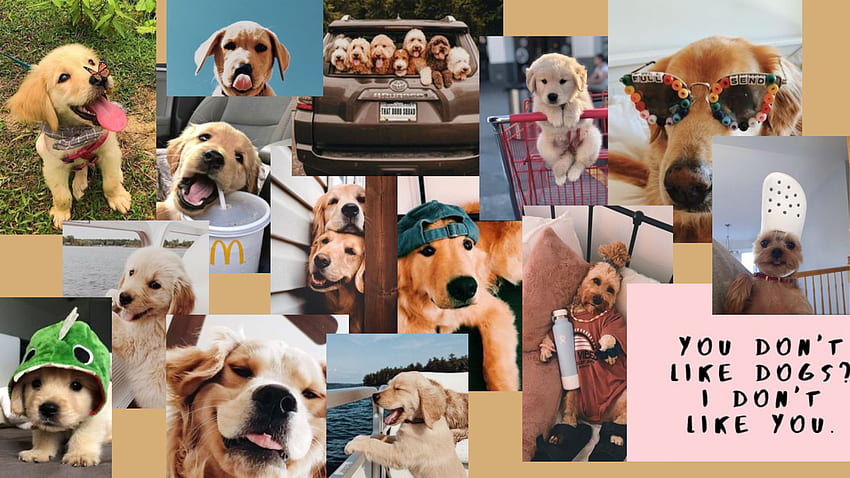 25 Cute Dog Summer Aesthetic Wallpapers  WallpaperSafari