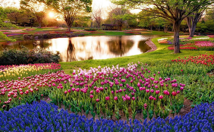 naturaleza, tulipanes, lago, macizo de flores fondo de pantalla