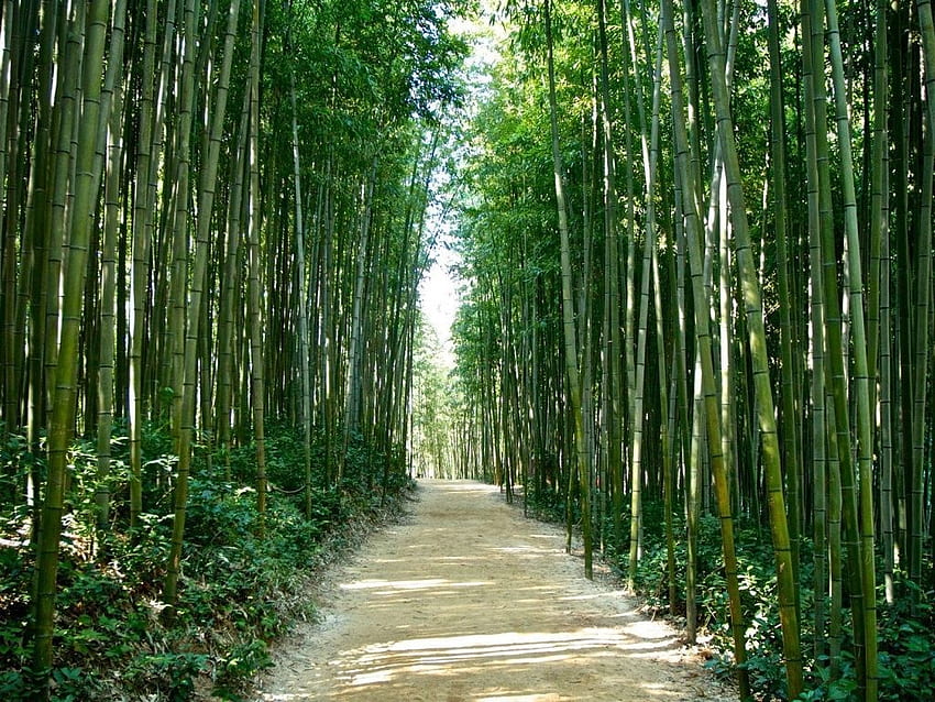 Bamboo Forest Korea Japan, Japanese Bamboo HD wallpaper