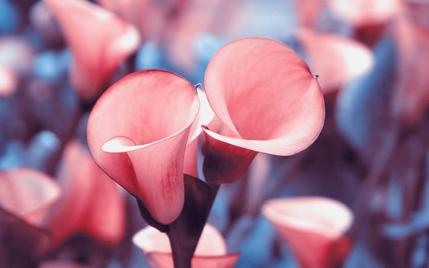 Bunga bakung Calla Lily yang luar biasa Wallpaper HD