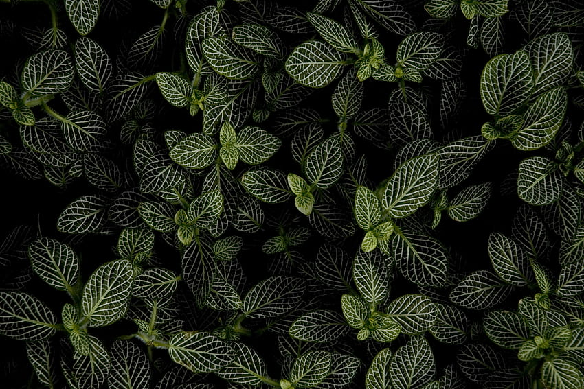 Nature, Leaves, View From Above, Mint HD wallpaper