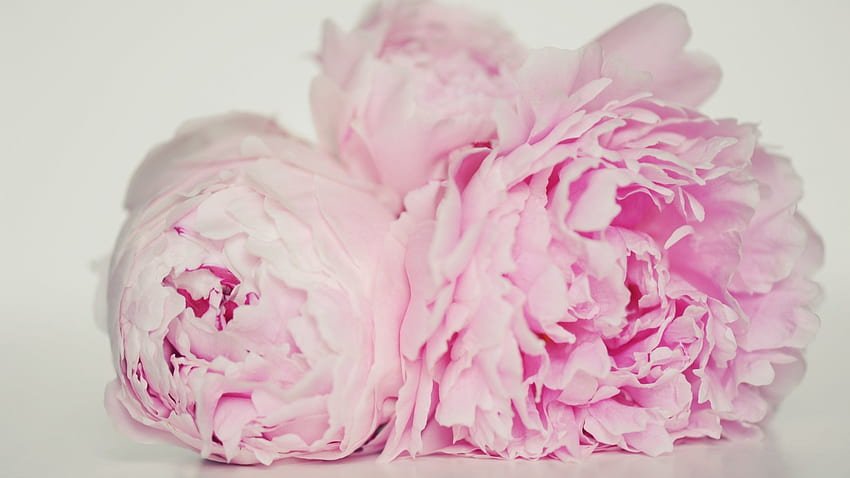 Flowers - Soul Elegance Flowers Forever Pink Peonies Nature Love Innocent Pastel Graceful Heart Sweet Pretty HD wallpaper