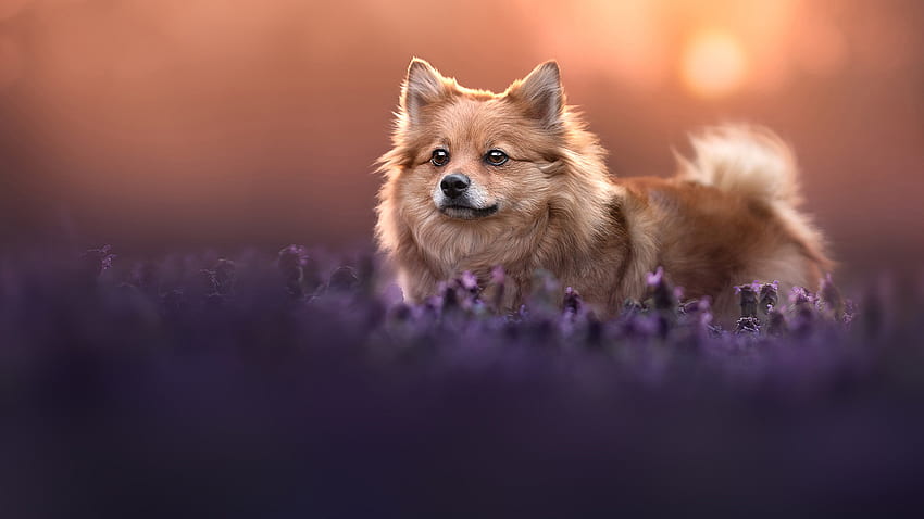 Brown Spitz Puppy Dog Is Standing In Lavender Flowers Field In Blur Bokeh Background Dog HD wallpaper