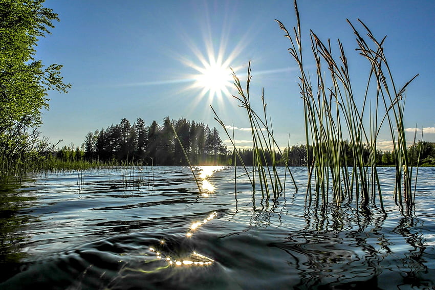 Sunny Lake, Lake, Nature, Sun, Grass HD wallpaper