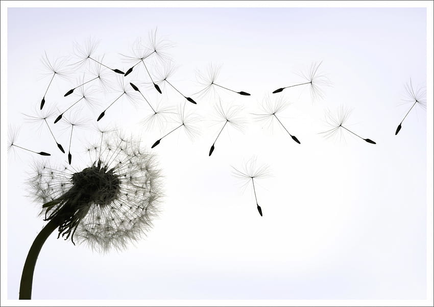 ... blowing in the wind Dandelion | Hortus Closus Dandelion Tumblr HD wallpaper