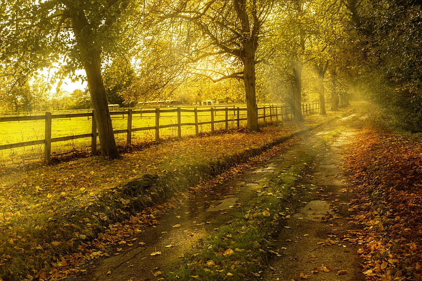 秋の道、木々、秋、道、秋 高画質の壁紙
