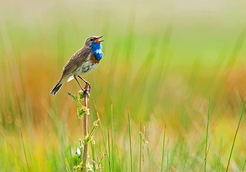 Singing Bird, singing, beautiful, bird HD wallpaper