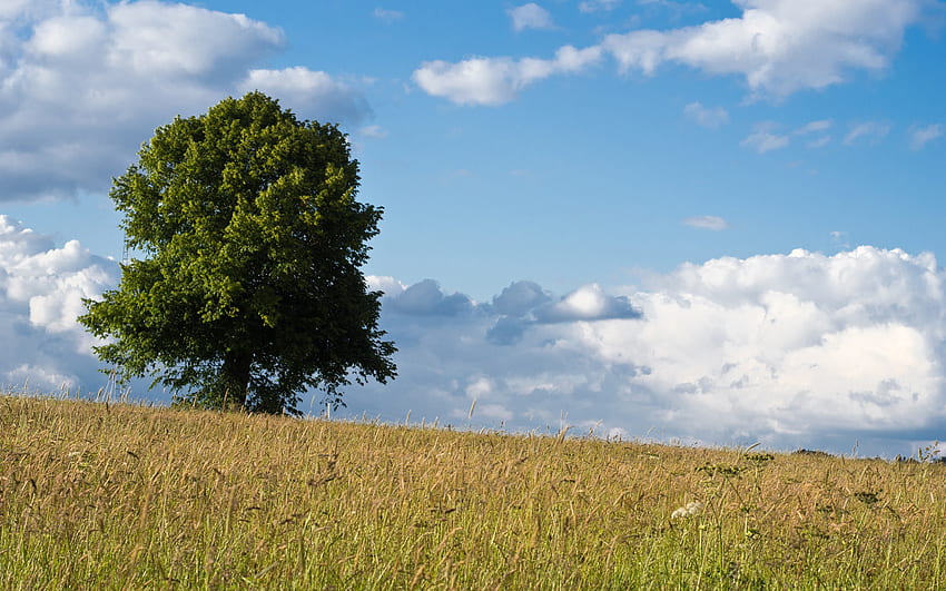 Meisterbaum, blau, ländlich, Himmel, Wolken, Felder, schön, Natur, Baum HD-Hintergrundbild