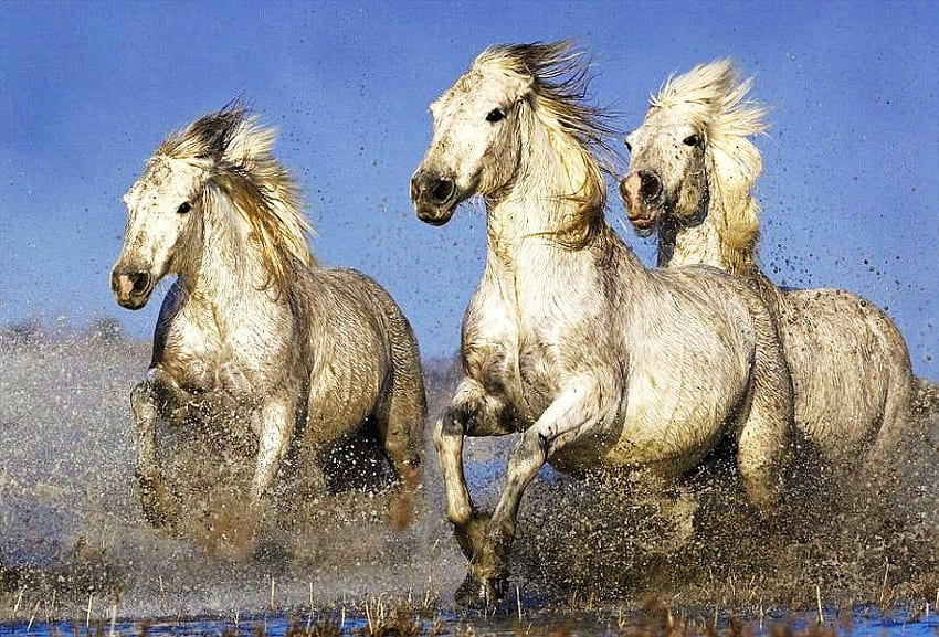 Course au vent, chevaux, blancs, galopant, trois, sauvages, pommelés Fond d'écran HD