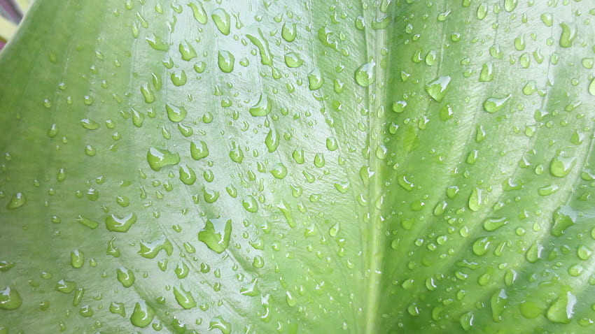 잎, 비, 방울, 자연, 물 HD 월페이퍼