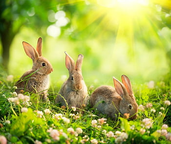 Rabbit Animal Wallpapers  Top Free Rabbit Animal Backgrounds   WallpaperAccess