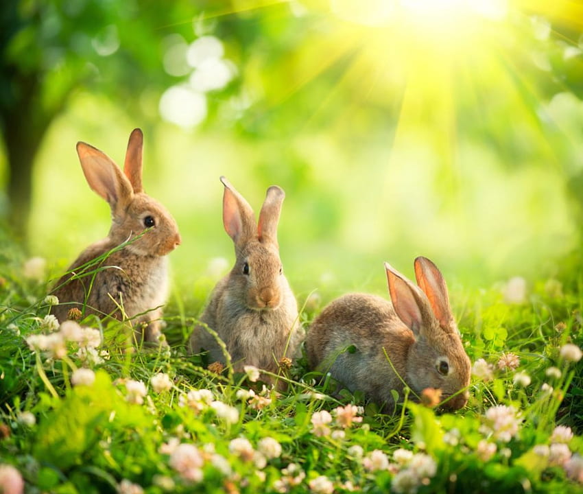 Conigli carini, campi, giardino, carini, conigli Sfondo HD