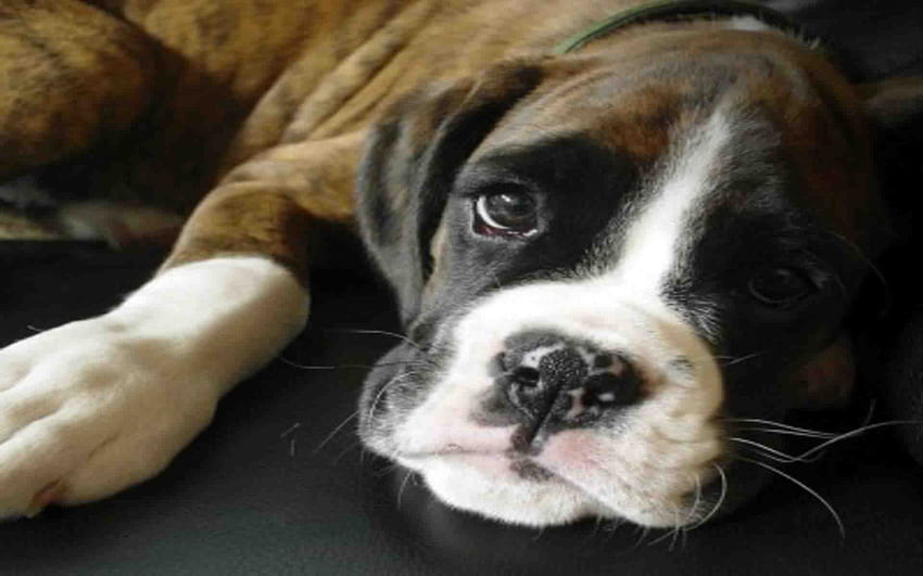 Boxer dog puppy closeup, other, laying down, cute, white paws HD wallpaper