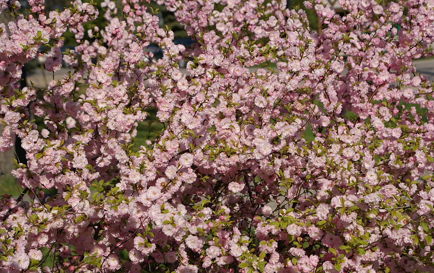 ピンクの植物、ピンク、きれい、花、花、春、新鮮 高画質の壁紙