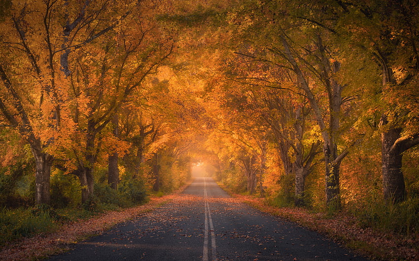 autumn tunnel, yellow trees, autumn trees, autumn, yellow leaves, yellow trees tunnel, Australia HD wallpaper