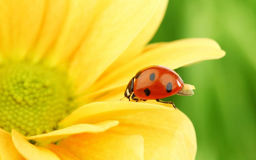 Ladybug on Soft Petal, amarillo, centro, día, insecto, flor, mariquita, luz del día, pequeña, negro, puntos, naturaleza, pétalos, rojo, mosca, verano fondo de pantalla