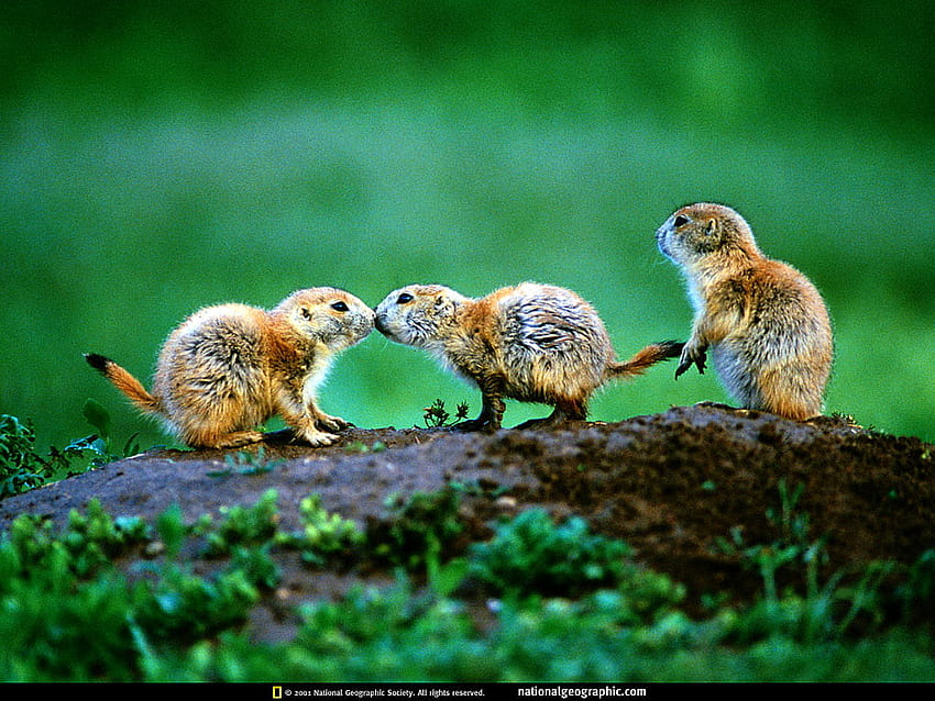 Beautiful Wildlife, National Geographic, Nat Geo . pics, National Geographic  Nature HD wallpaper | Pxfuel