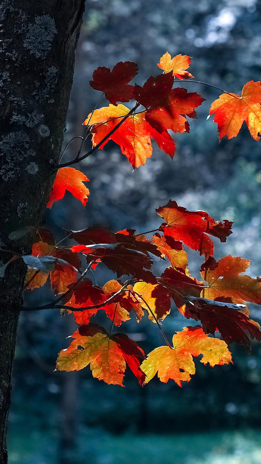 Dziewczęca jesień 15 jesiennych iPhone Xs -, jesienne liście Tapeta na telefon HD
