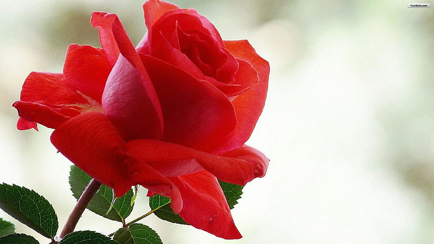 Rose, Single Red Rose HD wallpaper | Pxfuel
