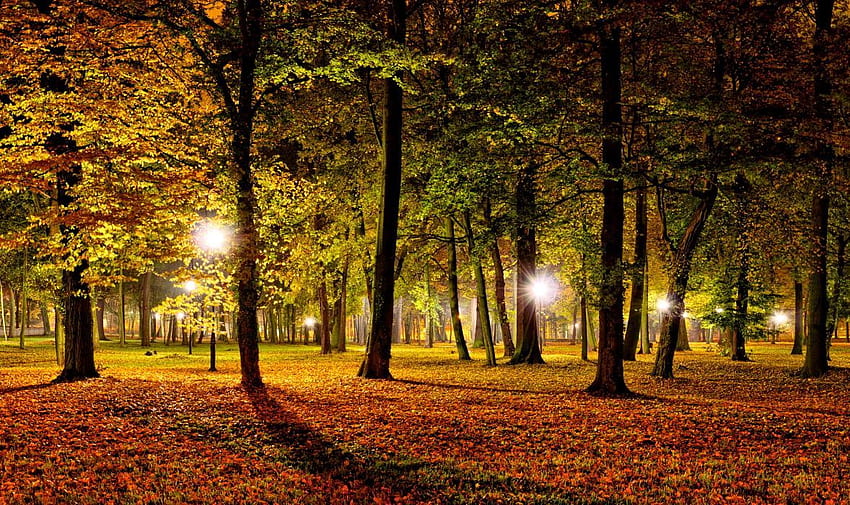 Naturaleza paisajes hojas parque noche luces árboles oscuros otoño temporadas de otoño., Noche de otoño fondo de pantalla