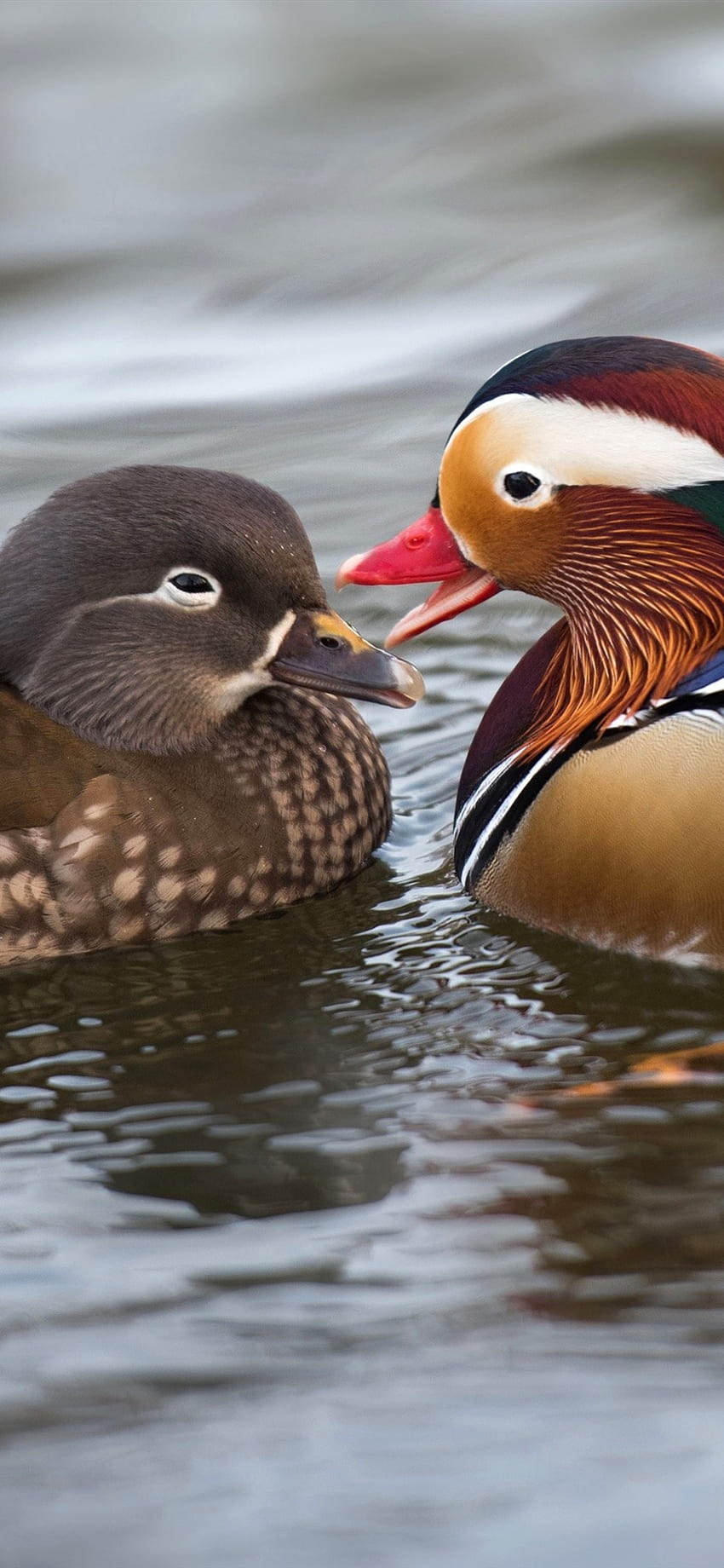 Two mandarin ducks, water U HD phone wallpaper