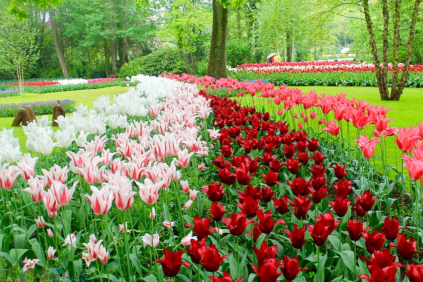 キューケンホフ公園、オランダ、花、木々、色、チューリップ、春 高画質の壁紙