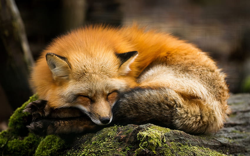 잠자는 귀여운 여우 야생 동물 - 해상도:, 귀여운 붉은 여우 HD 월페이퍼