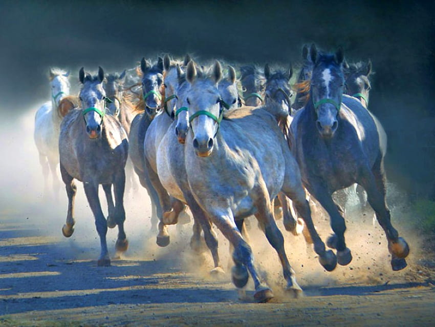 Kuda Lari, keren, kuda, lari Wallpaper HD